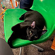 Ween is registered to the contest to win money with this photo: animal, black_cat, carpet, cat, chair, close_up, cozy, curious, cute, domestic, eyes, feline, furniture, green_chair, household, indoor, looking, pet, relaxed, resting