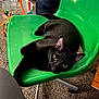 animal, black_cat, carpet, cat, chair, close_up, cozy, curious, cute, domestic, eyes, feline, furniture, green_chair, household, indoor, looking, pet, relaxed, resting