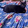 Ween is registered to the contest to win money with this photo: animal, bedroom, bedspread, black_cat, cat, cozy, cute, domestic_cat, ears, eyes, feline, floral_pattern, fur, home, indoor, looking, lying_down, pet, resting, whiskers
