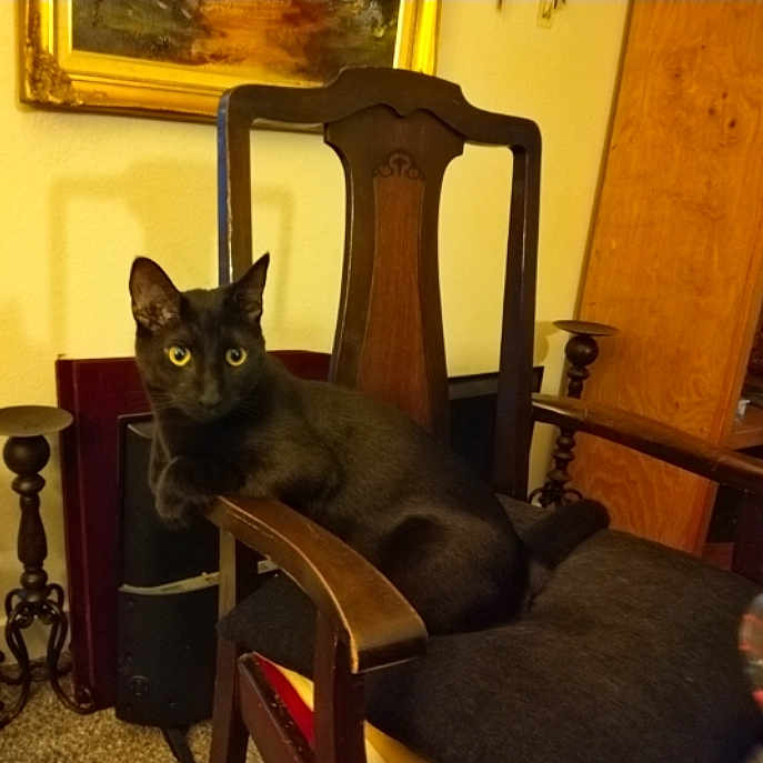 Ween is registered to the contest to win money with this photo: alert, animal, armrest, black_cat, carpet, cat, chair, cozy, decor, furniture, home, indoor, painting, pet, quiet, relaxed, seated, vintage, wooden_chair, yellow_eyes