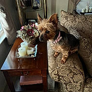 Lake joined the competition — help win amazing prizes! armrest, basket, candles, carpet, couch, curtains, decor, dog, flowers, furniture, indoor, living_room, natural_light, patterned_fabric, pet, pink_collar, side_table, small_dog, window, wood