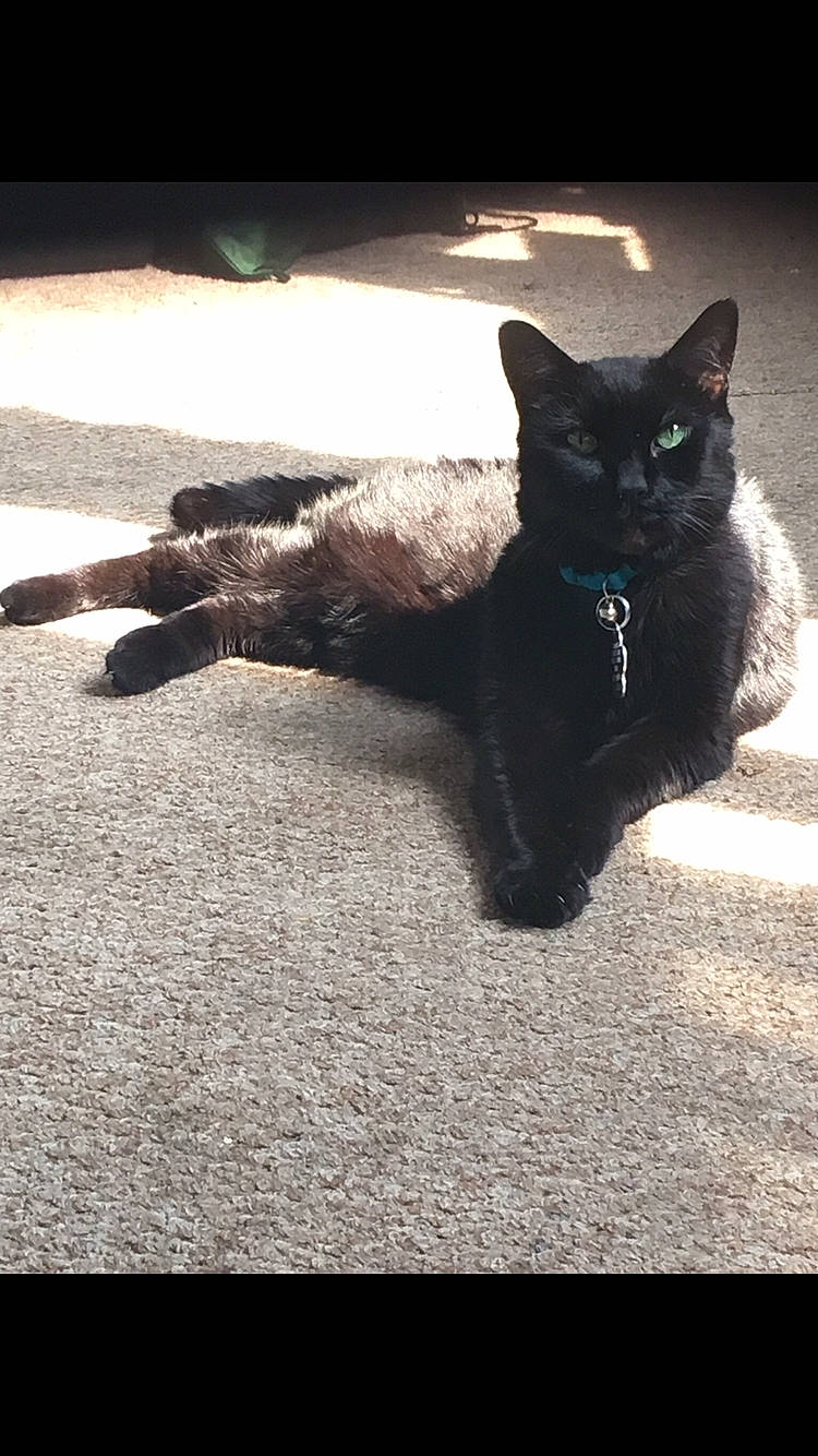 Jackie is registered to the contest to win money with this photo: black, black_cat, bombay, carnivore, cat, domestic_short_haired_cat, felidae, fur, korat, mammal, polydactyl_cat, sky, small_to_medium_sized_cats, tail, whiskers