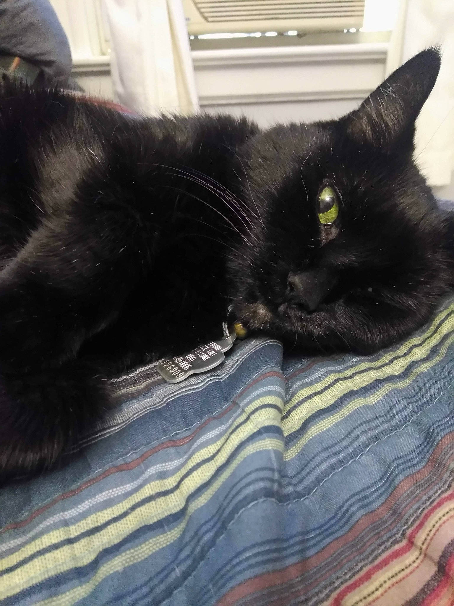 Jackie is registered to the contest to win money with this photo: black, black_cat, bombay, carnivore, cat, domestic_long_haired_cat, domestic_short_haired_cat, ear, felidae, fur, kitten, nap, small_to_medium_sized_cats, tail, whiskers