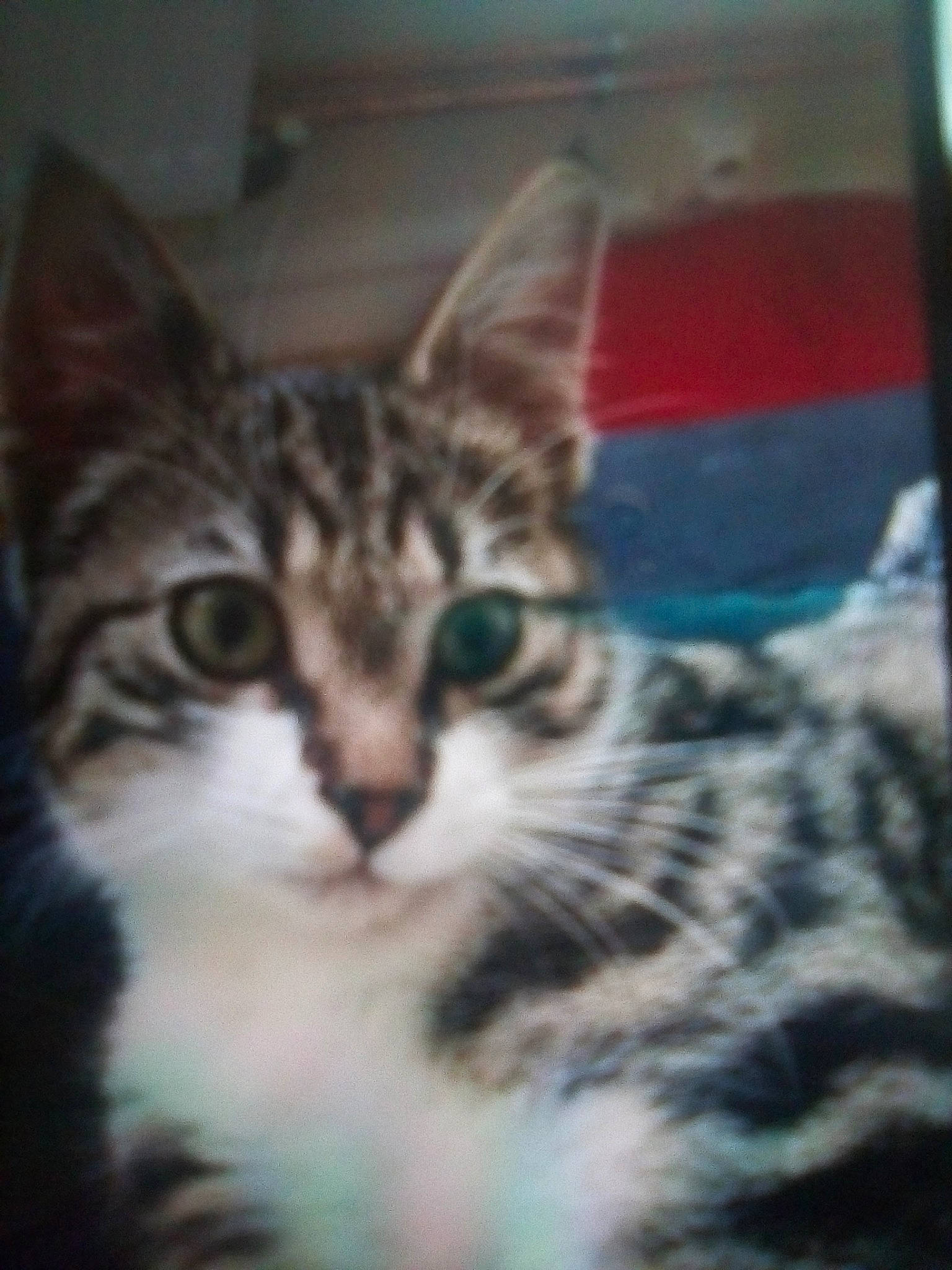 Miracle participe au concours pour gagner de l'argent avec cette photo : aegean_cat, american_shorthair, american_wirehair, asian, california_spangled, carnivore, cat, domestic_short_haired_cat, dragon_li, egyptian_mau, european_shorthair, eye, felidae, kitten, mammal, small_to_medium_sized_cats, snout, tabby_cat, vertebrate, whiskers