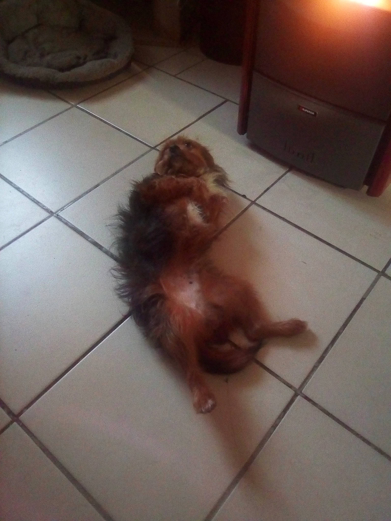 Gaspard a rejoint le concours — aidez-le/la à gagner de superbes lots ! canidae, caramel_color, carnivore, dog, dog_breed, fawn, floor, flooring, liver, non_sporting_group, pomeranian, setter, spitz, sporting_group, tile, toy_dog