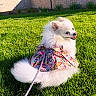 dog, white, fluffy, outdoor, grass, pet, leash, dress, colorful, cute, smiling, small_dog, playful, sunlight, garden, animal, nature, happy, portrait, pomeranian