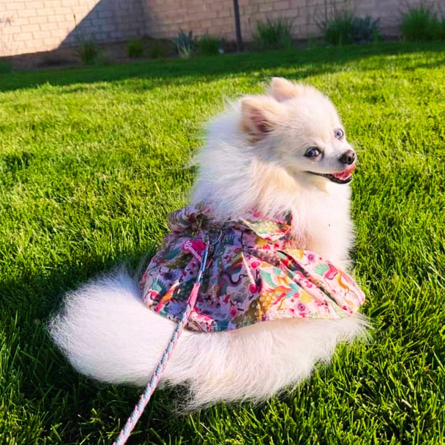 Luminara joined the competition — help win amazing prizes! dog, white, fluffy, outdoor, grass, pet, leash, dress, colorful, cute, smiling, small_dog, playful, sunlight, garden, animal, nature, happy, portrait, pomeranian