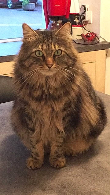 Guinness participe au concours pour gagner de l'argent avec cette photo : box, british_longhair, carnivore, cat, domestic_short_haired_cat, felidae, fur, maine_coon, siberian, small_to_medium_sized_cats, snout, terrestrial_animal, whiskers