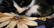 Marley is registered to the contest to win money with this photo: animal, black_and_white, blanket, cat, close_up, cozy, curtain, domestic, fabric, feline, floral_pattern, fur, home, indoor, pet, relaxed, resting, sleepy, soft, whiskers