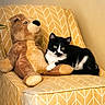 Marley is registered to the contest to win money with this photo: animal, black_and_white, cat, chair, comfort, companion, cozy, cute, feline, home_decor, indoor, patterned, pet, plush, relaxed, sitting, soft_toy, stuffed_animal, teddy_bear, yellow