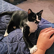 Marley is registered to the contest to win money with this photo: animal, bed, black_and_white_cat, carpet, cat, cozy, curious, domestic_animal, feline, hand, indoor, interaction, paw, person, pet, quilted_blanket, resting, stretching, unique_markings, wrist
