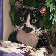 Marley joined the competition — help win amazing prizes! cat, tuxedo_cat, black_and_white, pet, indoor, blanket, floral_pattern, green_eyes, whiskers, paw, plant, lamp, cozy, curious, fur, animal, close_up, domestic_cat, feline, home