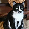 Marley is registered to the contest to win money with this photo: alert, animal, basket, black_and_white, carpet, cat, cozy, curious, domestic, ears, eyes, feline, fur, home, indoor, paws, pet, sitting, whiskers, wooden_furniture