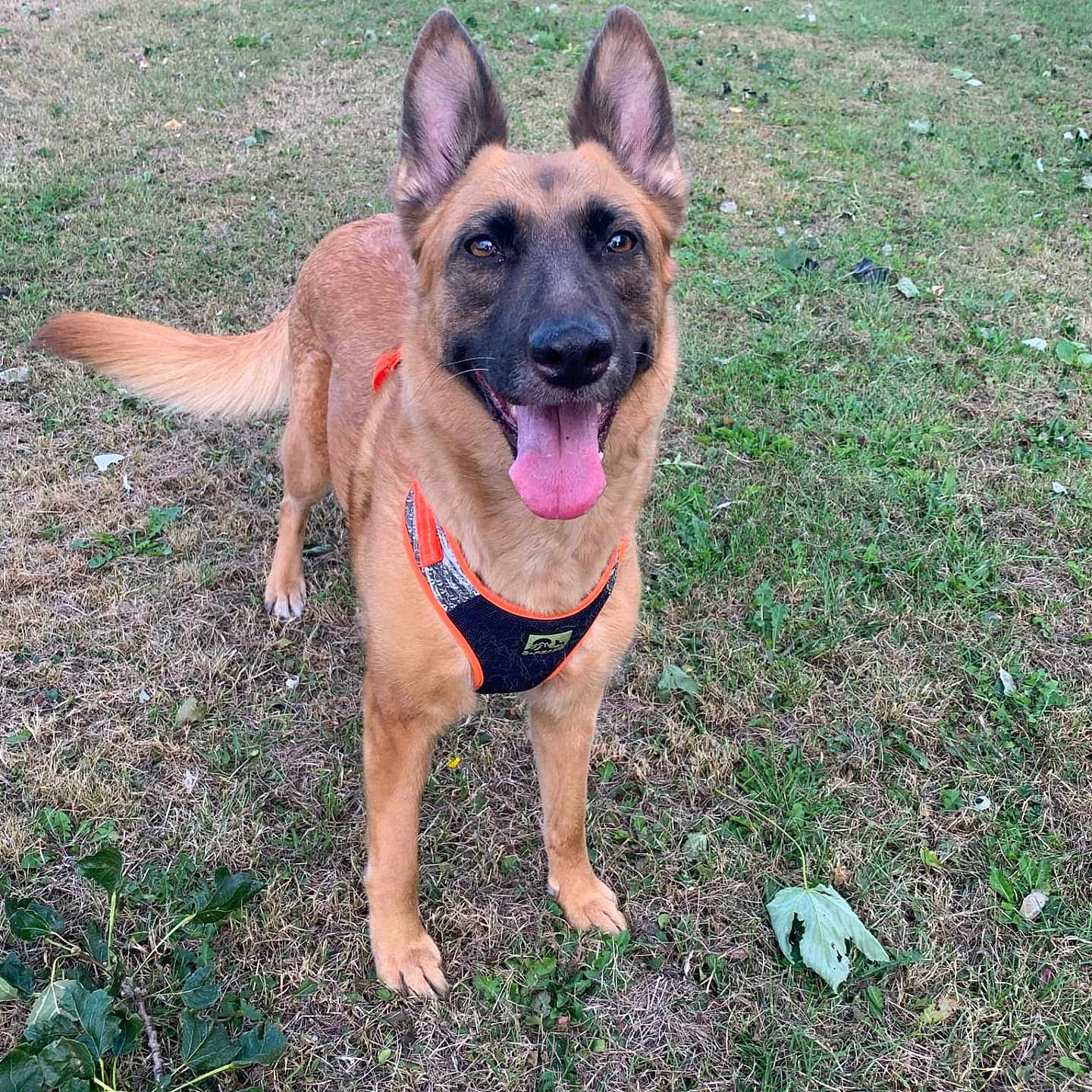 Sasha is registered to the contest to win money with this photo: accessories, animal, bodypart, canine, dog, field, germanshepherd, grass, grassland, mouth, nature, outdoors, person, pet, plant, puppy, soil, strap, tree, yard