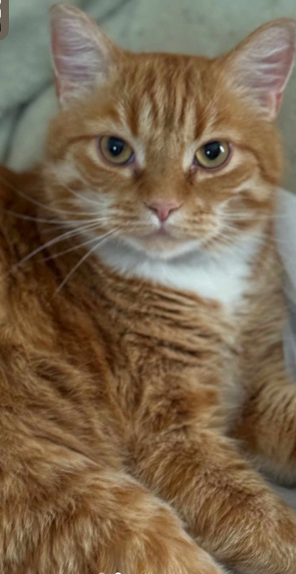 Tim