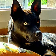 Tempête participe au concours pour gagner de l'argent avec cette photo : dog, black_dog, heterochromia, indoor, window, sunlight, pillow, resting, alert, animal, pet, ears_up, curious, lying_down, fur, closeup, domestic_animal, portrait, home, relaxed
