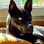 dog, black_dog, heterochromia, indoor, window, sunlight, pillow, resting, alert, animal, pet, ears_up, curious, lying_down, fur, closeup, domestic_animal, portrait, home, relaxed