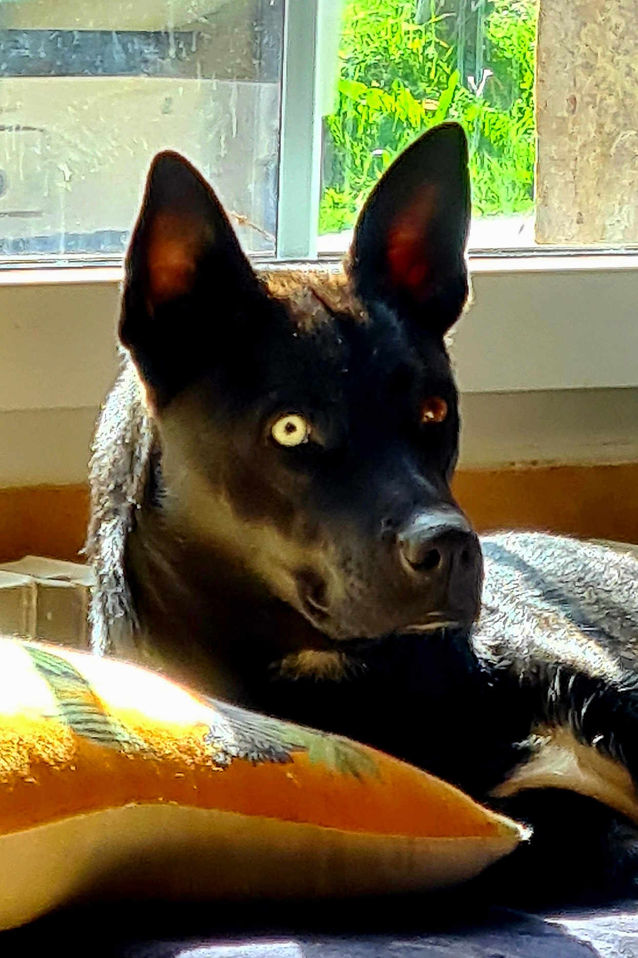 Tempête participe au concours pour gagner de l'argent avec cette photo : dog, black_dog, heterochromia, indoor, window, sunlight, pillow, resting, alert, animal, pet, ears_up, curious, lying_down, fur, closeup, domestic_animal, portrait, home, relaxed