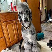 Ketch joined the competition — help win amazing prizes! dog, poodle, pet, indoor, bathroom, towel, wooden_cabinet, floor, groomed, fur, collar, door, mirror, vacuum_cleaner, window, light, plush, black_nose, curly_fur, sitting