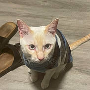 Snowy joined the competition — help win amazing prizes! animal, brown_slippers, cat, cozy, curious, cute, domestic, ears, feline, floor, indoor, looking_up, orange_markings, pet, striped, sweater, tail, whiskers, white_fur, wooden_floor