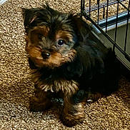 Mocha joined the competition — help win amazing prizes! affenpinscher, animal, architecture, building, bulldog, canine, cockerspaniel, den, dog, doghouse, house, housing, indoors, kennel, papillon, pet, poodle, puppy, staircase, terrier