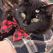 Stormie joined the competition — help win amazing prizes! black_cat, green_eyes, bow_tie, red_and_black, plaid_shirt, person_holding_cat, snowflakes, winter, close_up, pet, animal, feline, cute, cozy, outdoor, fur, whiskers, hand, warm_clothing, portrait