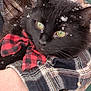 black_cat, green_eyes, bow_tie, red_and_black, plaid_shirt, person_holding_cat, snowflakes, winter, close_up, pet, animal, feline, cute, cozy, outdoor, fur, whiskers, hand, warm_clothing, portrait