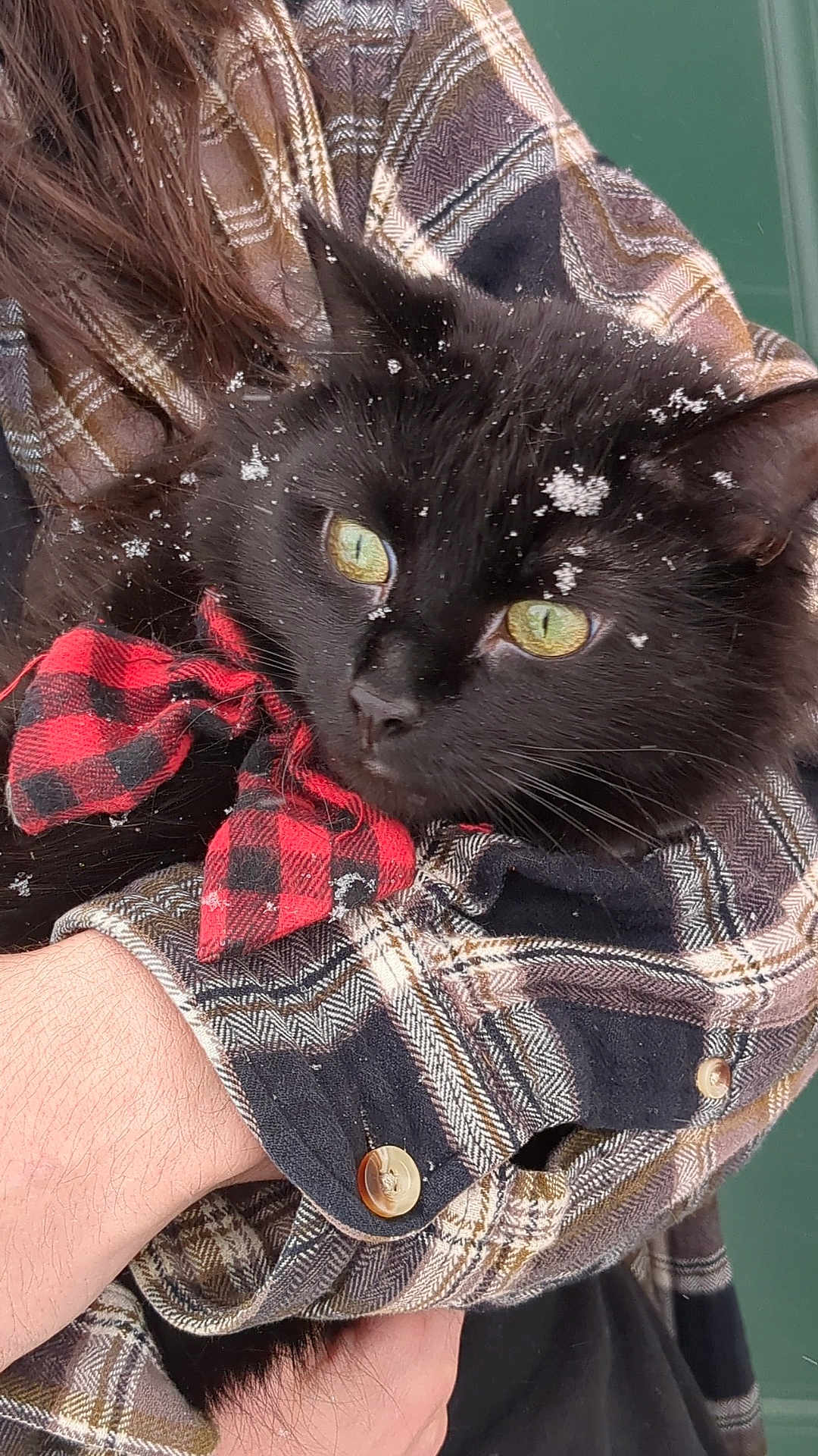Stormie joined the competition — help win amazing prizes! black_cat, green_eyes, bow_tie, red_and_black, plaid_shirt, person_holding_cat, snowflakes, winter, close_up, pet, animal, feline, cute, cozy, outdoor, fur, whiskers, hand, warm_clothing, portrait