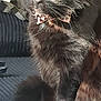 Stormie is registered to the contest to win money with this photo: cat, black_cat, fluffy, green_eyes, collar, pink_collar, leopard_print, pet, feline, sitting, indoor, closeup, fur, whiskers, animal, domestic_animal, cute, relaxed, portrait, soft_light