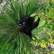 Xena a rejoint le concours — aidez-le/la à gagner de superbes lots ! animal, black_cat, bush, cat, curious, eye_contact, fur, garden, greenery, leaf, mammal, nature, outdoor, pet, plant, relaxation, sunlight, whiskers, wildlife, yellow_flowers