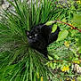 animal, black_cat, bush, cat, curious, eye_contact, fur, garden, greenery, leaf, mammal, nature, outdoor, pet, plant, relaxation, sunlight, whiskers, wildlife, yellow_flowers