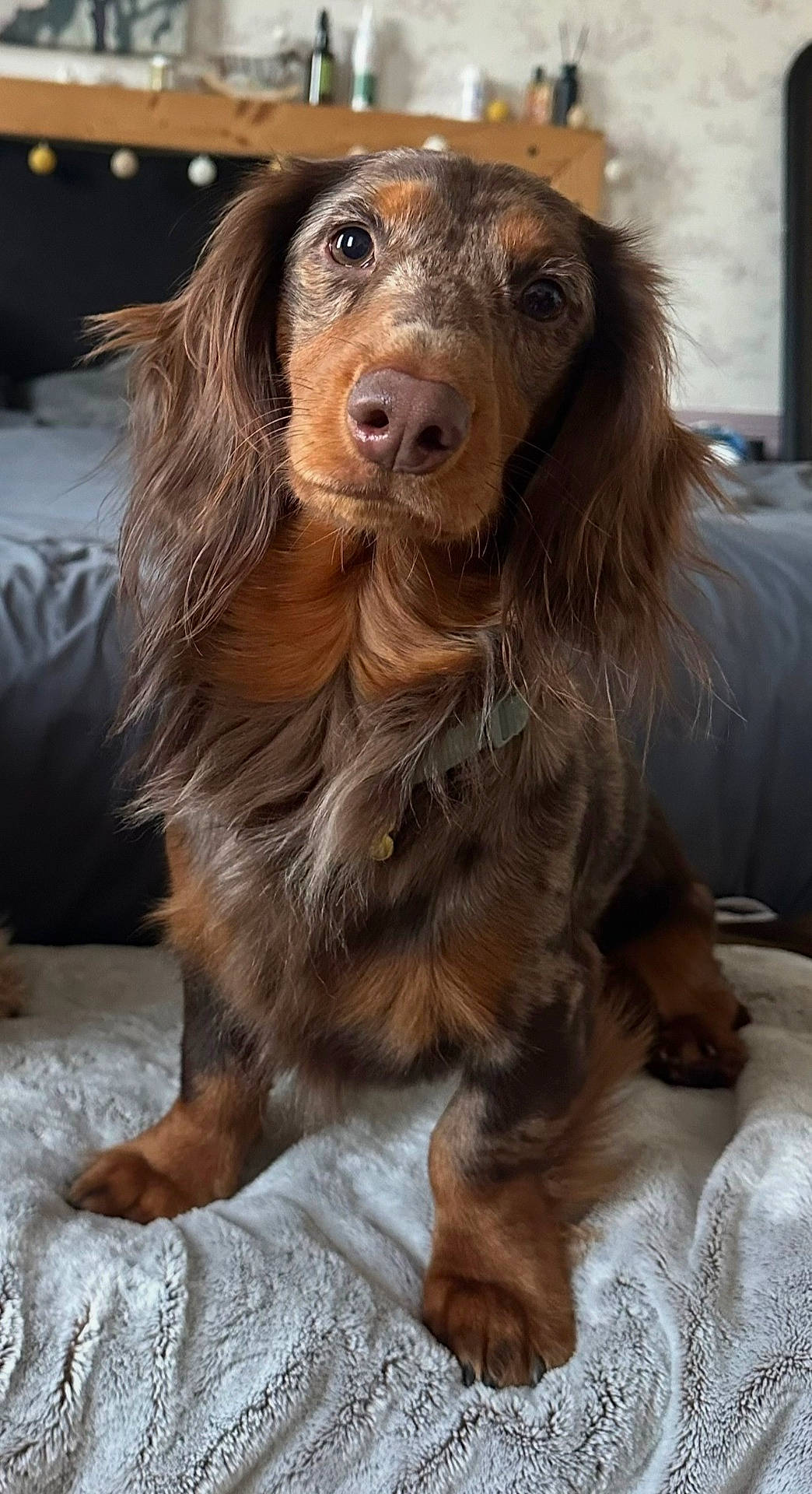 Milo a rejoint le concours — aidez-le/la à gagner de superbes lots ! animal, bedroom, blanket, brown, canine, companion, curious, cute, cute_pet, dachshund, dog, domestic_animal, fur, fur_texture, indoor, long_hair, looking, pet, portrait, sitting