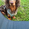 Milo a rejoint le concours — aidez-le/la à gagner de superbes lots ! dog, dachshund, pet, animal, grass, tree, harness, outdoor, canine, brown, black, fur, leash, nature, portrait, sitting, cute, eyes, snout, closeup
