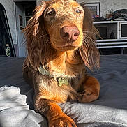 Milo a rejoint le concours — aidez-le/la à gagner de superbes lots ! dog, dachshund, brown_dog, pet, bed, indoor, sunlight, canine, fur, paw, collar, animal, portrait, relaxed, close_up, domestic, mammal, whiskers, nose, ears