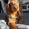 dog, dachshund, brown_dog, pet, bed, indoor, sunlight, canine, fur, paw, collar, animal, portrait, relaxed, close_up, domestic, mammal, whiskers, nose, ears