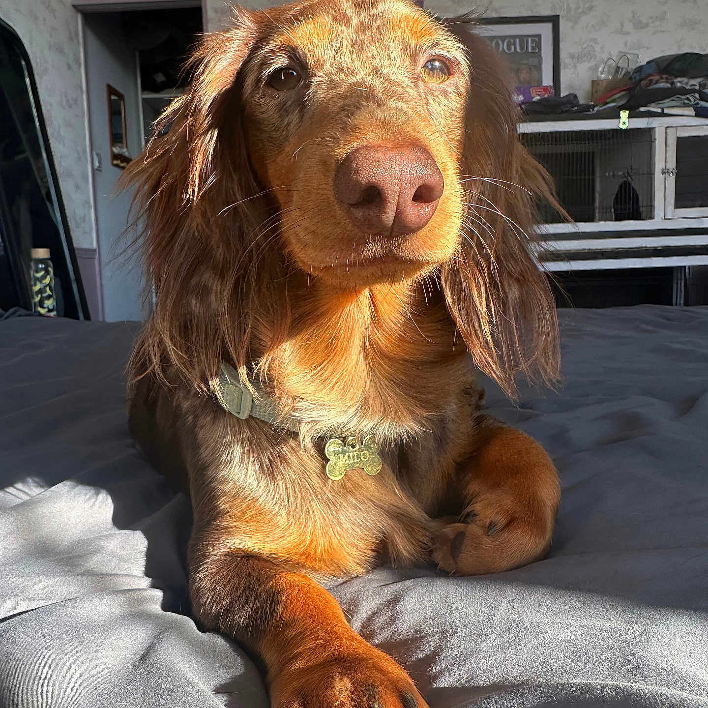 Milo