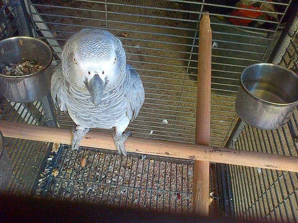 Cooki