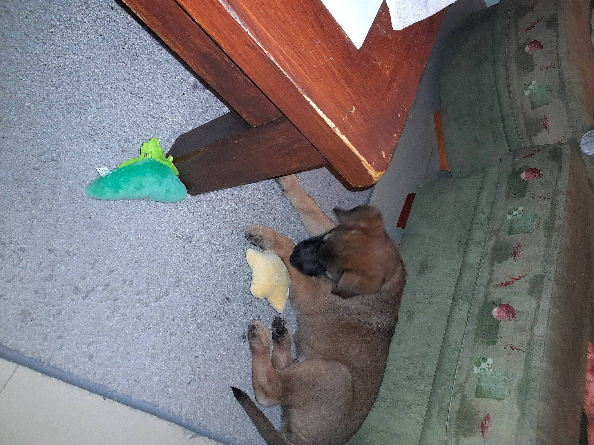 Ares a rejoint le concours — aidez-le/la à gagner de superbes lots ! canidae, carnivore, companion_dog, dog, dog_breed, fawn, felidae, flooring, hardwood, human_leg, pattern, plywood, room, small_to_medium_sized_cats, sporting_group, tail, varnish, whiskers, wood, wood_stain