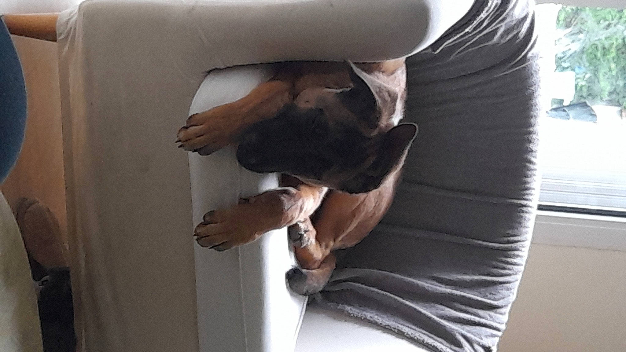 Ares a rejoint le concours — aidez-le/la à gagner de superbes lots ! chest, comfort, companion_dog, curtain, elbow, flesh, foot, gesture, human_leg, knee, linens, room, sleeve, sportswear, sunglasses, textile, thigh, trunk, waist, wrist