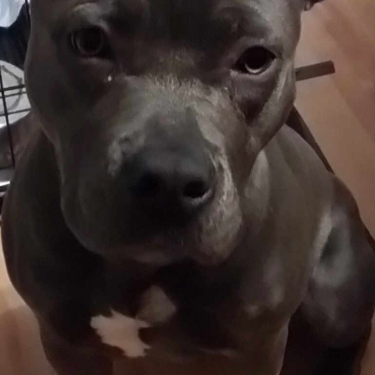 Lacie joined the competition — help win amazing prizes! animal, bostonbull, boxer, bulldog, canine, dog, frenchbulldog, head, hound, labradorretriever, person, pet, pitbull, puppy, snout