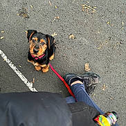 Tyson a rejoint le concours — aidez-le/la à gagner de superbes lots ! asphalt, black_and_tan, bottle, collar, colorful_bottle, cute, dog, fall, jacket, leash, leaves, legs, looking_up, parking_line, pavement, person, puppy, red_leash, shoe, sneakers