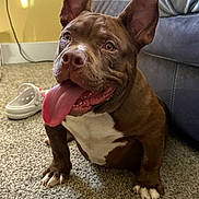 Na Na joined the competition — help win amazing prizes! animal, brown_dog, carpet, close_up, couch, cute, dog, domestic_animal, ears_up, friendly, happy, indoor, mammal, pet, playful, sitting, slipper, tongue, tongue_out, white_chest