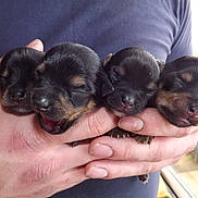 Chiots Terrier- Aust participe au concours pour gagner de l'argent avec cette photo :