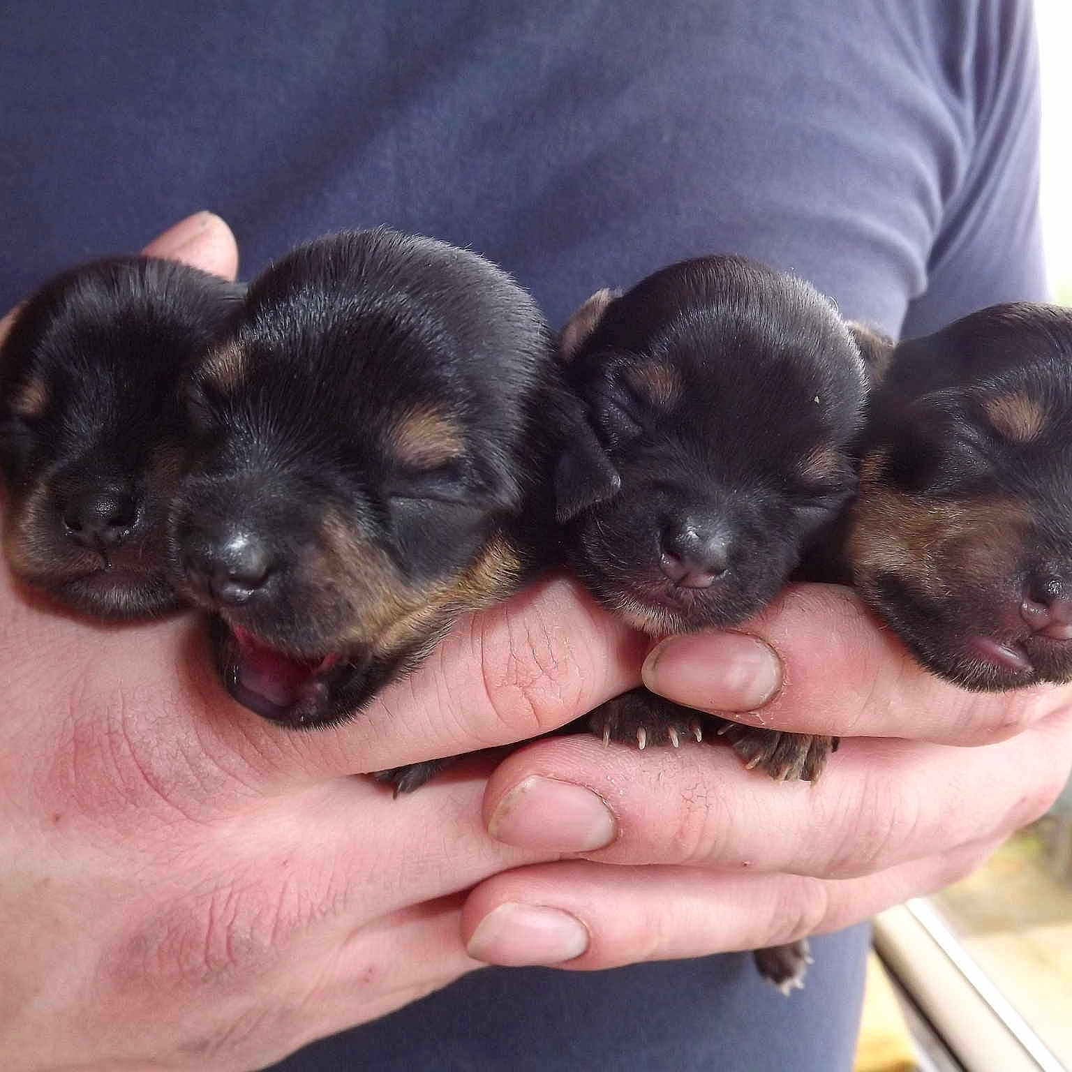 Chiots Terrier- Aust