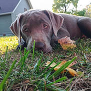 Maxwell joined the competition — help win amazing prizes! dog, grass, leaf, outdoor, house, sunlight, pet, animal, canine, fall, yard, nature, closeup, resting, brown_dog, daylight, garden, relaxed, ears, snout