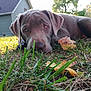 dog, grass, leaf, outdoor, house, sunlight, pet, animal, canine, fall, yard, nature, closeup, resting, brown_dog, daylight, garden, relaxed, ears, snout