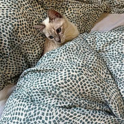 Nouille participe au concours pour gagner de l'argent avec cette photo : cat, animal, pet, bed, blanket, pattern, fur, curious, cozy, indoor, cute, whiskers, ears, resting, comfort, soft, feline, domestic, light, texture