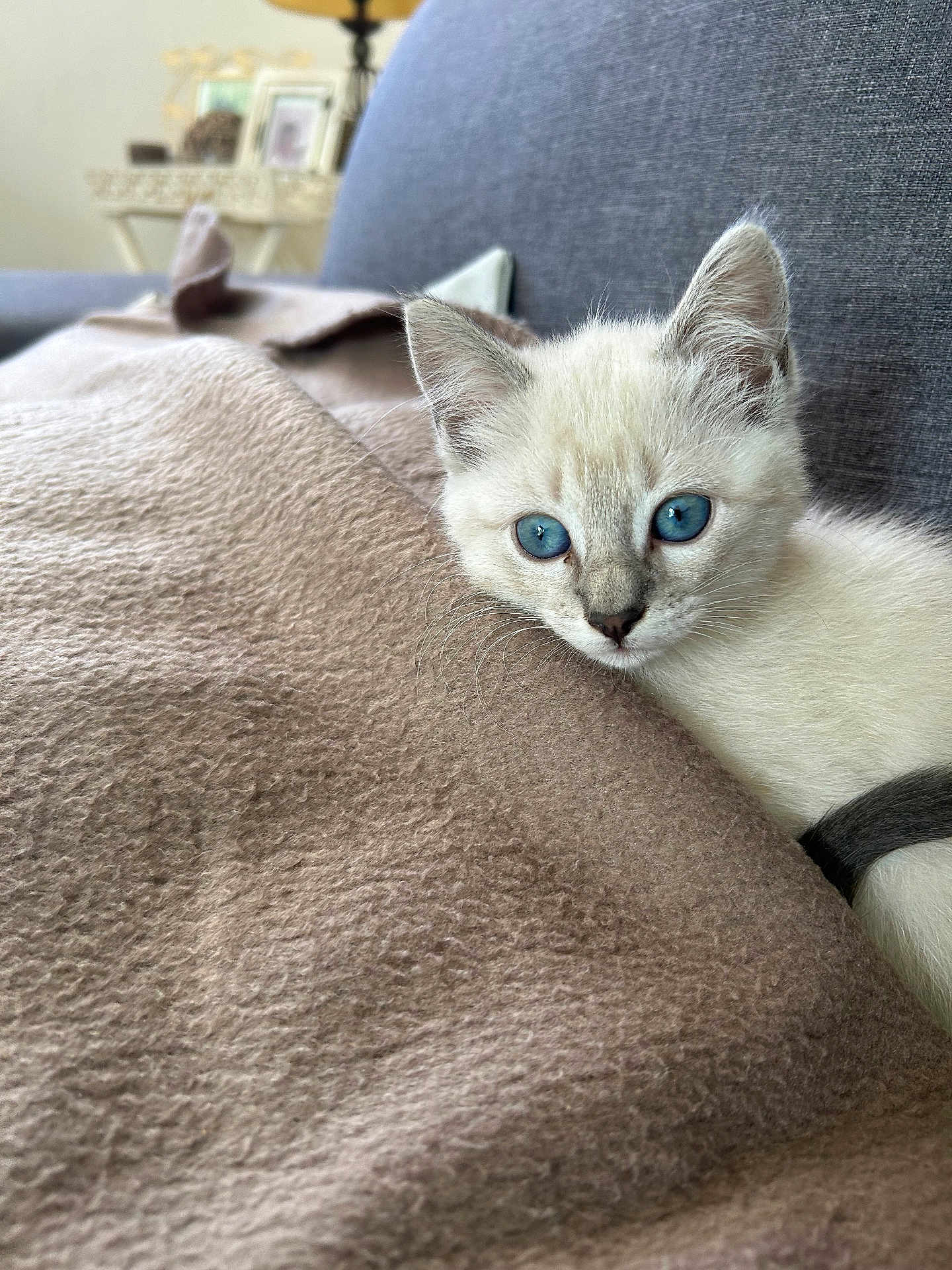 Nouille a rejoint le concours — aidez-le/la à gagner de superbes lots ! kitten, cat, blue_eyes, white_fur, blanket, couch, indoor, pet, fur, close_up, resting, cute, animal, young, cozy, soft_texture, home, relaxing, whiskers, curious