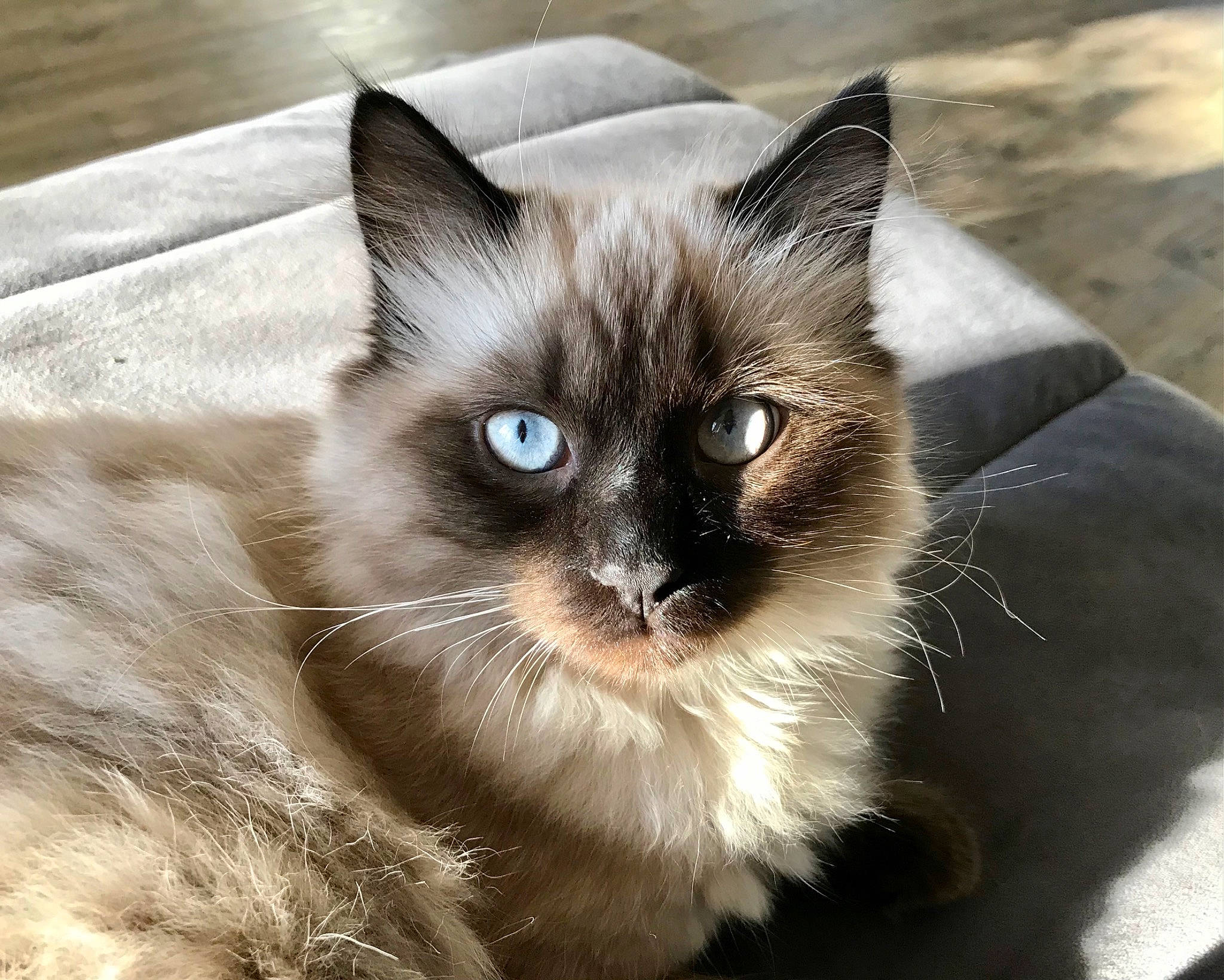 Simba a rejoint le concours — aidez-le/la à gagner de superbes lots ! balinese, birman, carnivore, cat, domestic_short_haired_cat, eye, fawn, felidae, fur, head, mammal, ragdoll, siamese, small_to_medium_sized_cats, snout, terrestrial_animal, thai, tonkinese, vertebrate, whiskers