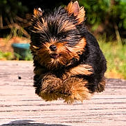 Sunny a rejoint le concours — aidez-le/la à gagner de superbes lots ! dog, puppy, yorkshire_terrier, cute, jumping, outdoor, nature, fur, small_dog, playful, animal, pet, grass, wooden_path, sunlight, motion, blurred_background, adorable, energetic, canine